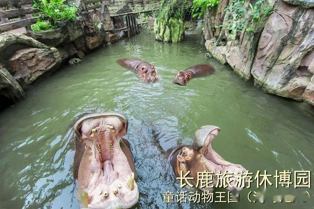 河马公主vs直播视频,当童话照进现实,我看到了流量的暴力美学 河马公主vs直播视频,当童话照进现实,我看到了流量的暴力美学